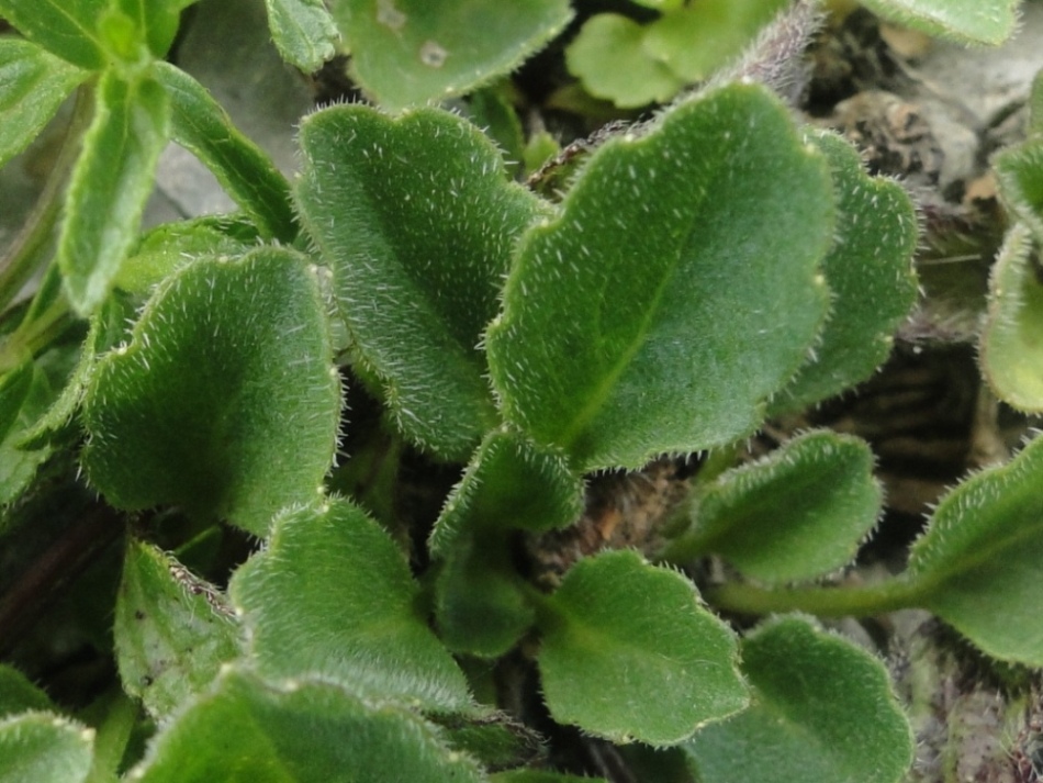 Campanula raineri / Campanula dell''arciduca